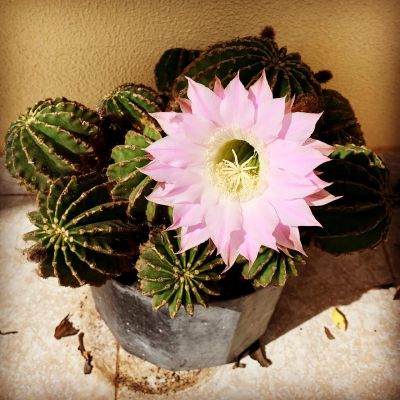 1 day #bloom per year  #flowers