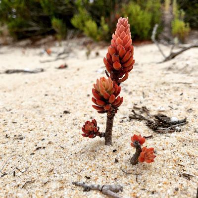 Baby sand plants
