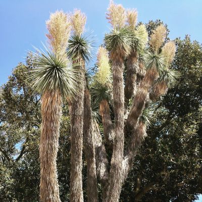 Fur #tree