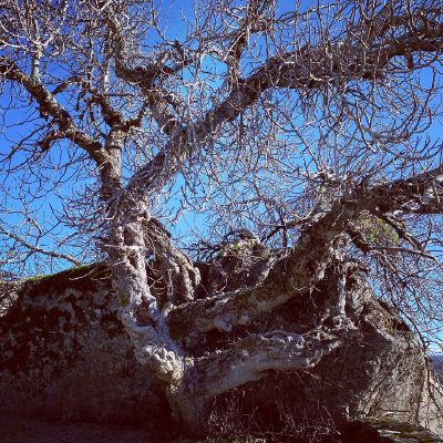 If #2020 was a tree