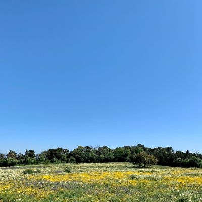 Lazy spring afternoon #nofilter #spring