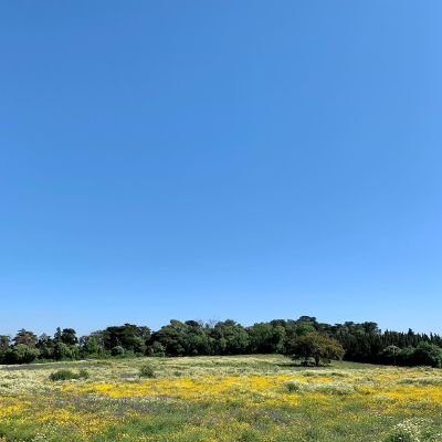 Lazy spring afternoon #nofilter #spring