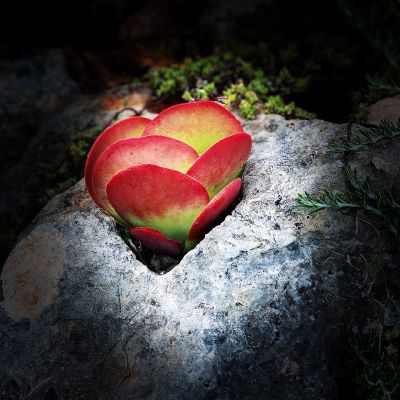 #life resilient beauty