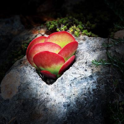 #life resilient beauty