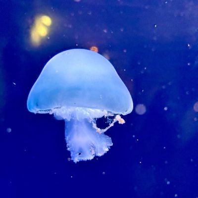 Magic mushroom #unfiltered #nature #natureaquarium
