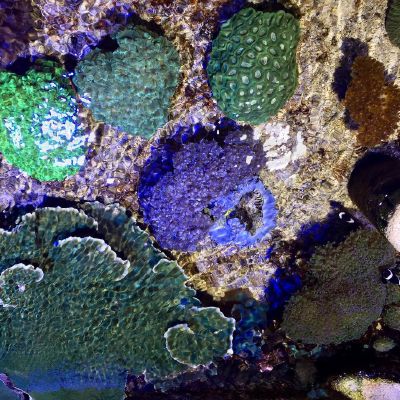 Personal coral reef