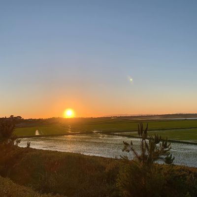 rice field sunset #nofilter #sunset #ricefield