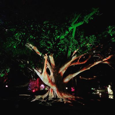 Tree of life  #magic #garden