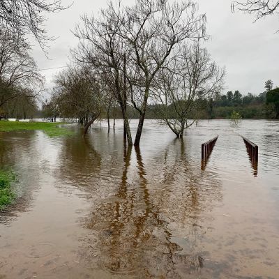 Untamed wilderness  #minho #river #climate #flood #quiet #tree