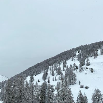 White forest